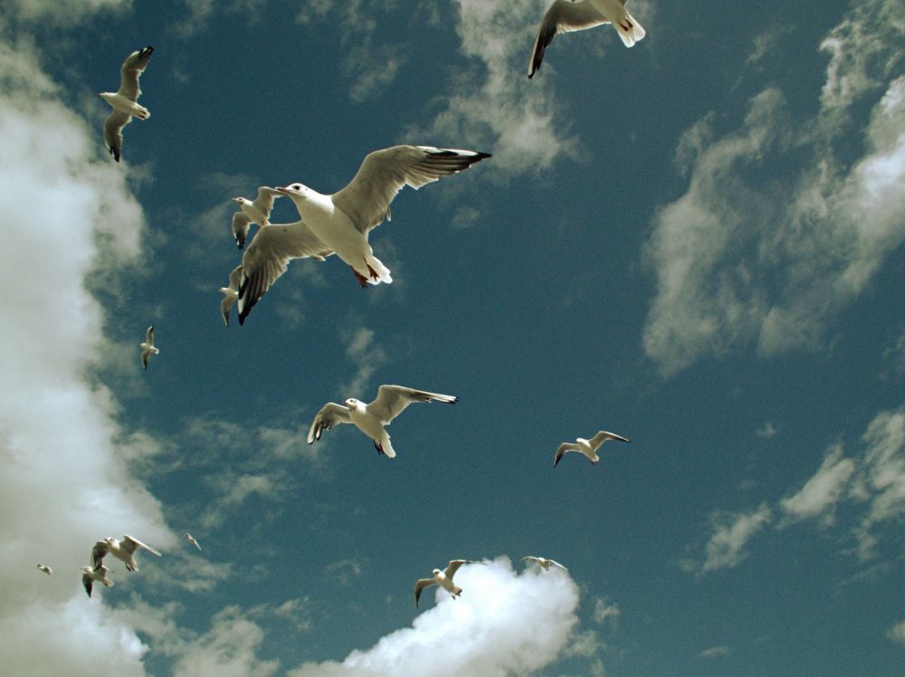Чайки Балтики (Seagulls of the Baltic)