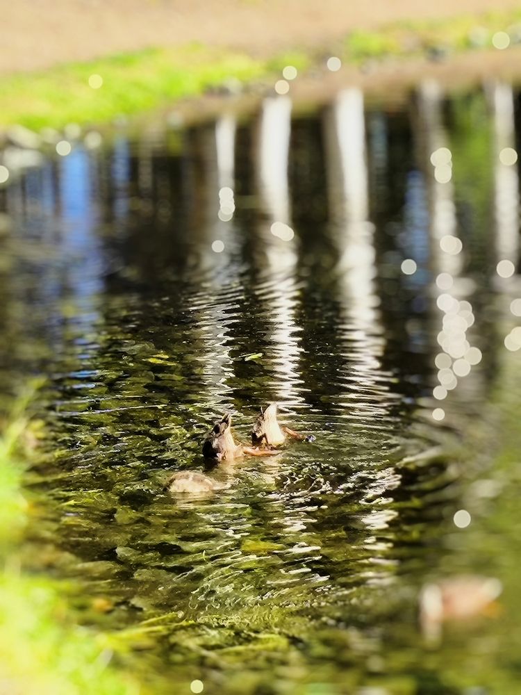 Photograph by Лариса Лысенко
