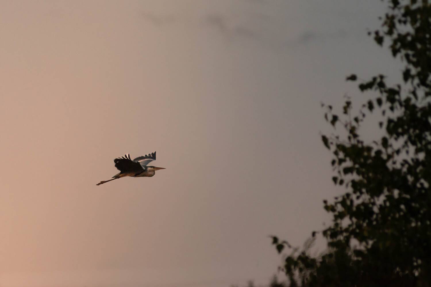 Фотография #12378026