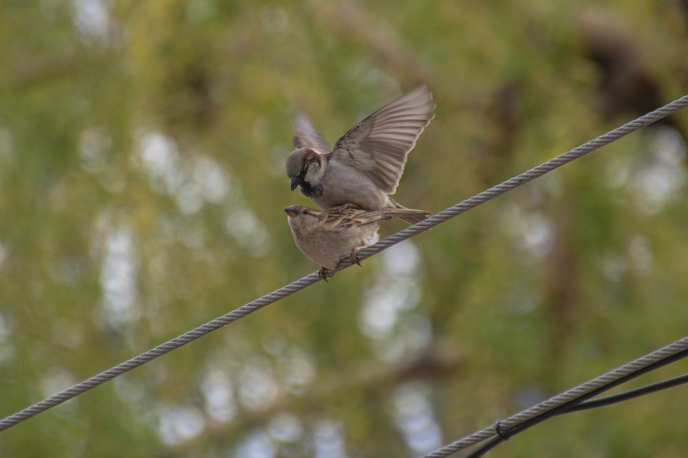 Sparrows Intercourse
