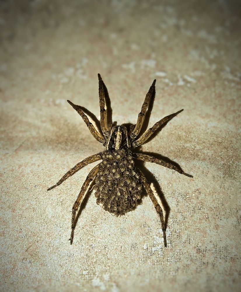 The Future on Her Back