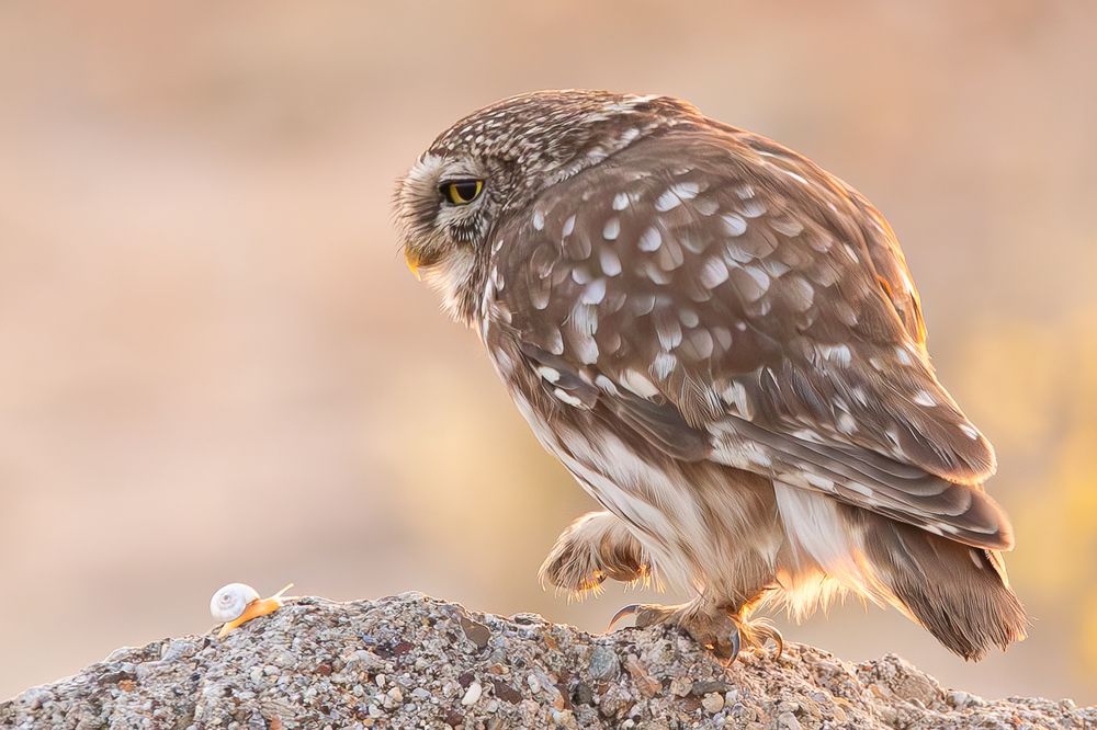 Давид и Голеаф