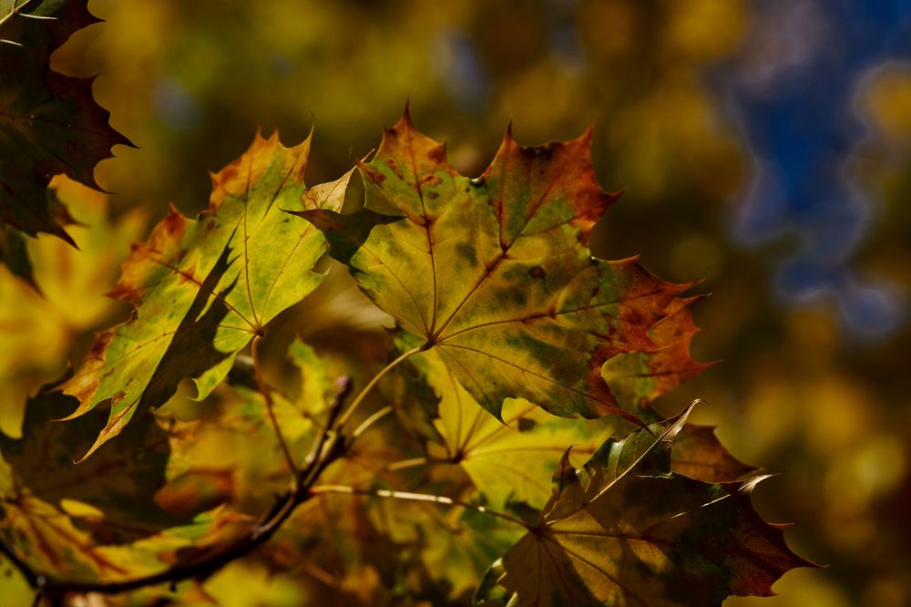 Фотография автора Игорь Игоревич