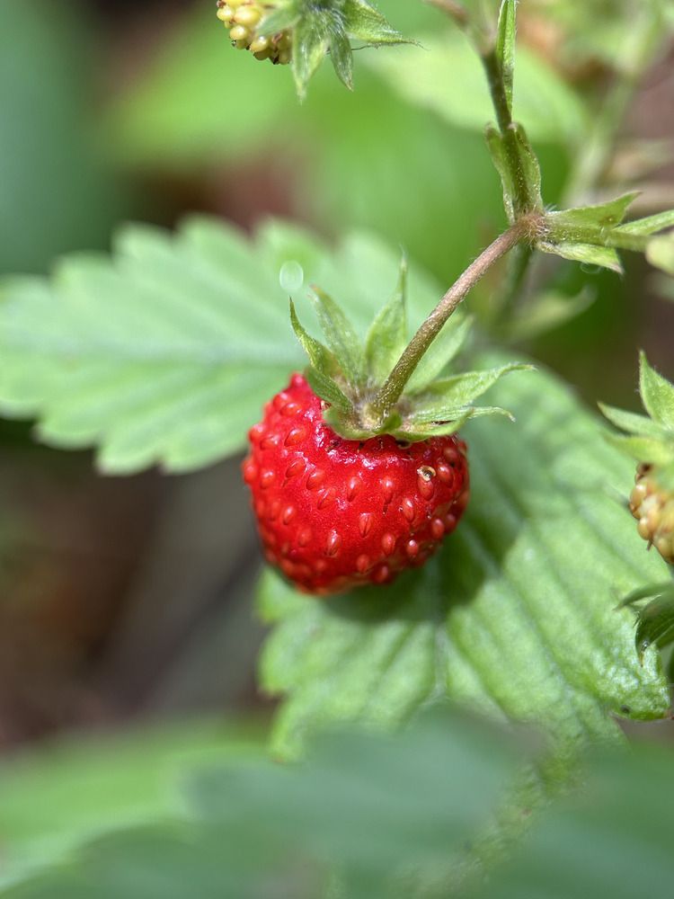 Фотография автора Надежда Уфимцева