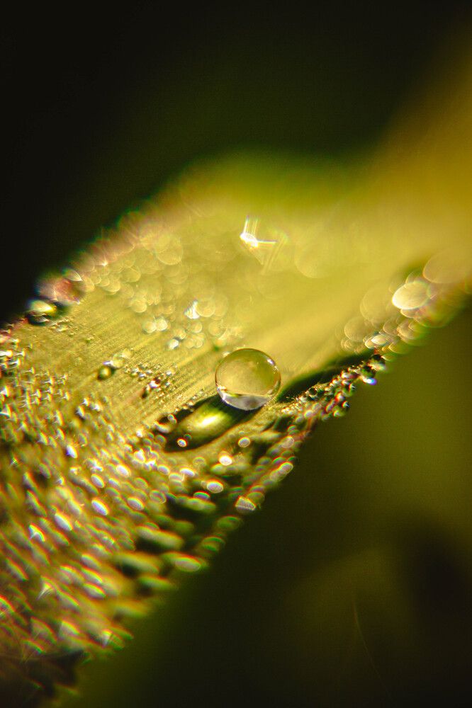 «Капля росы на рассвете»