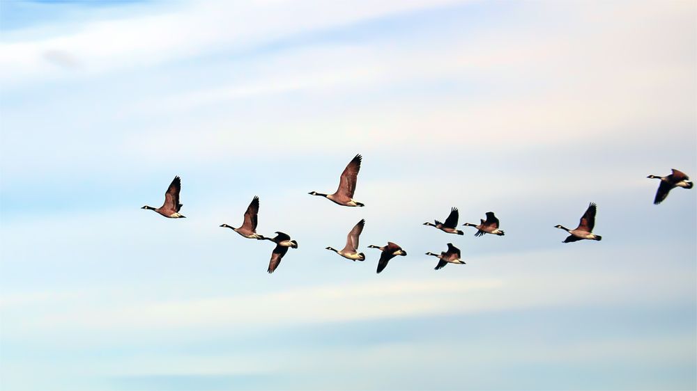 До свидания!