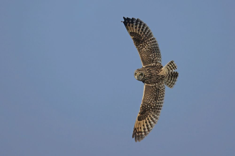 short-eared owl