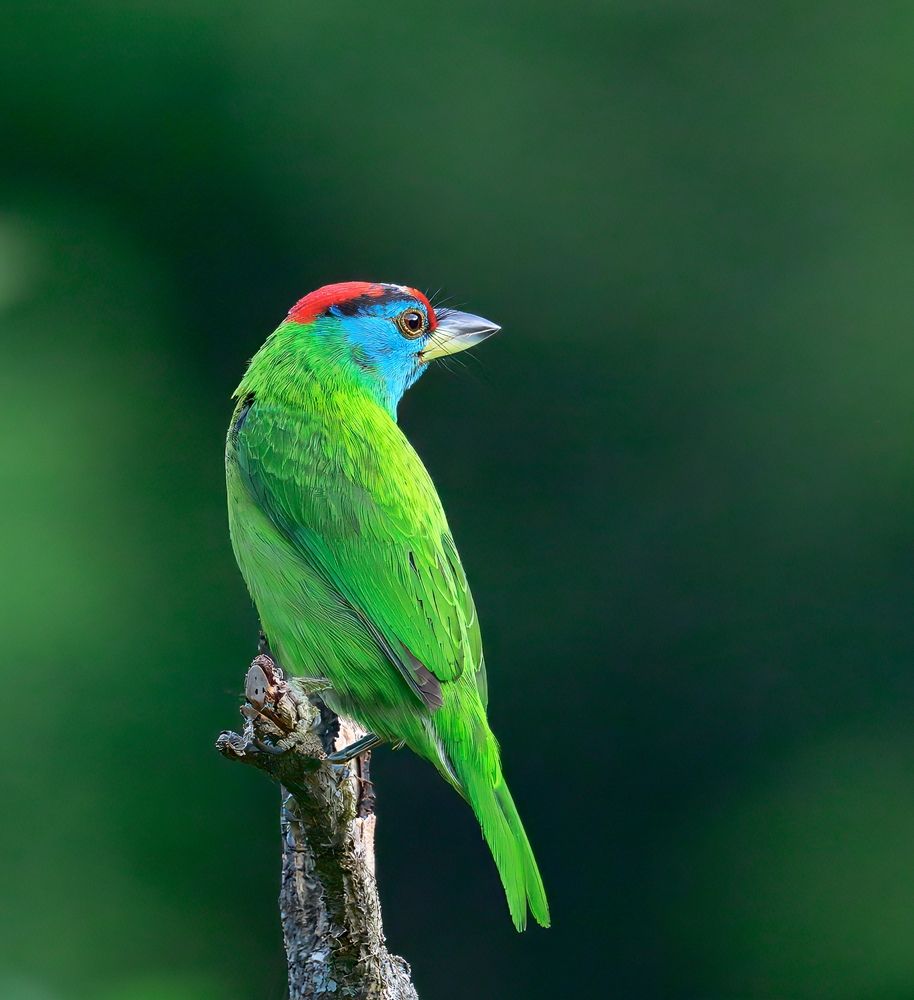 Blue-throated barbet