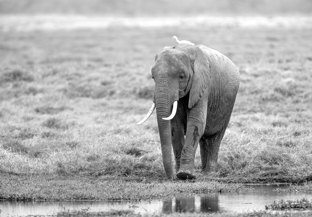 Фотография автора Анатолий Макоедов