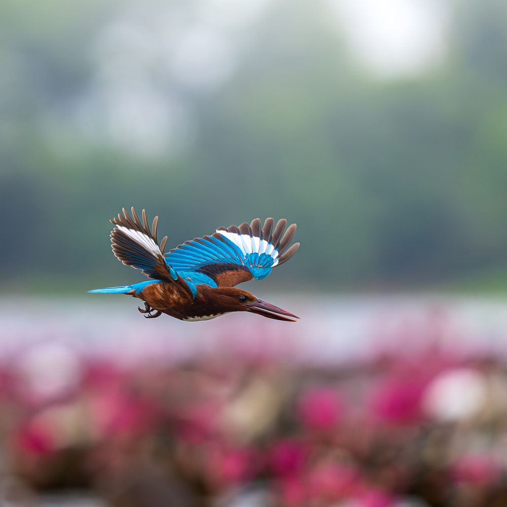 Photograph by Aritra Nath