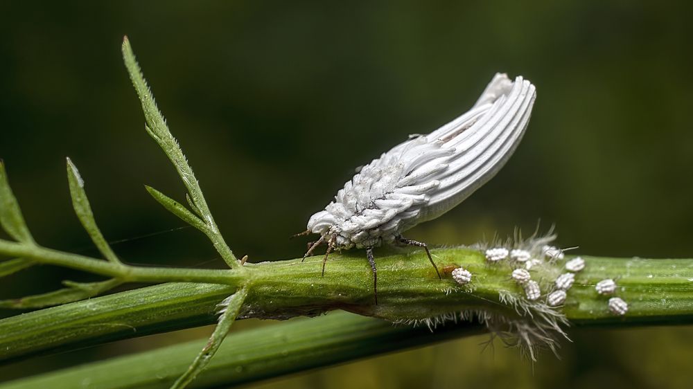 Фотография автора Людмила Железнова