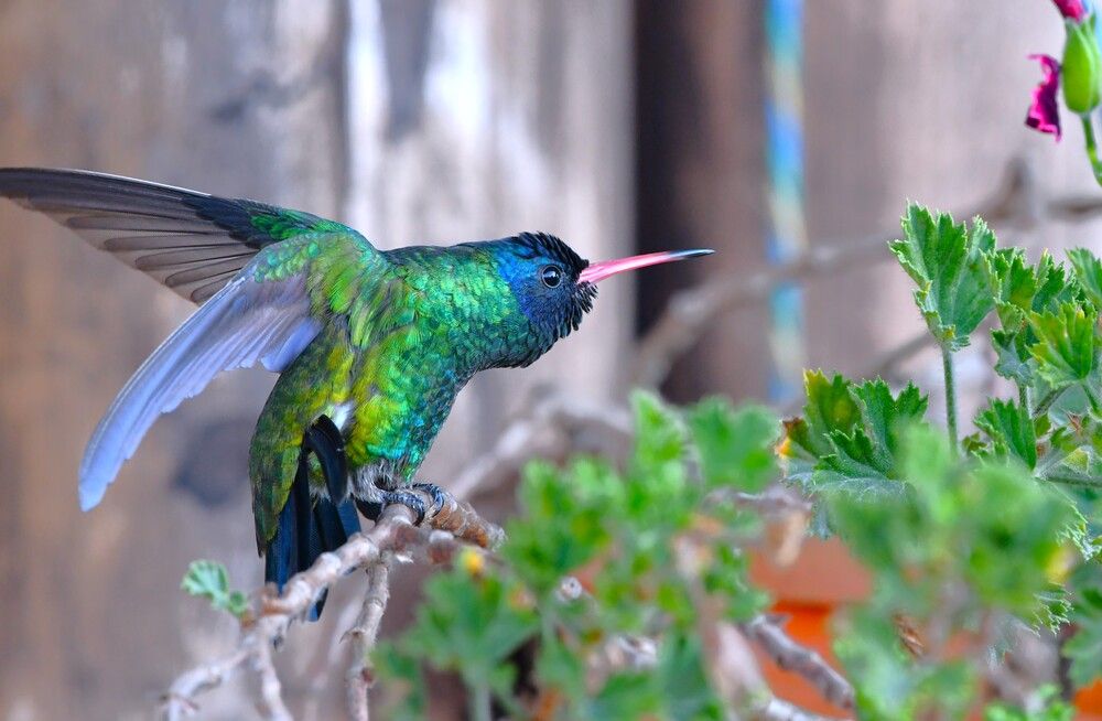 Photograph by Miguel Antonio Sevilla Flor