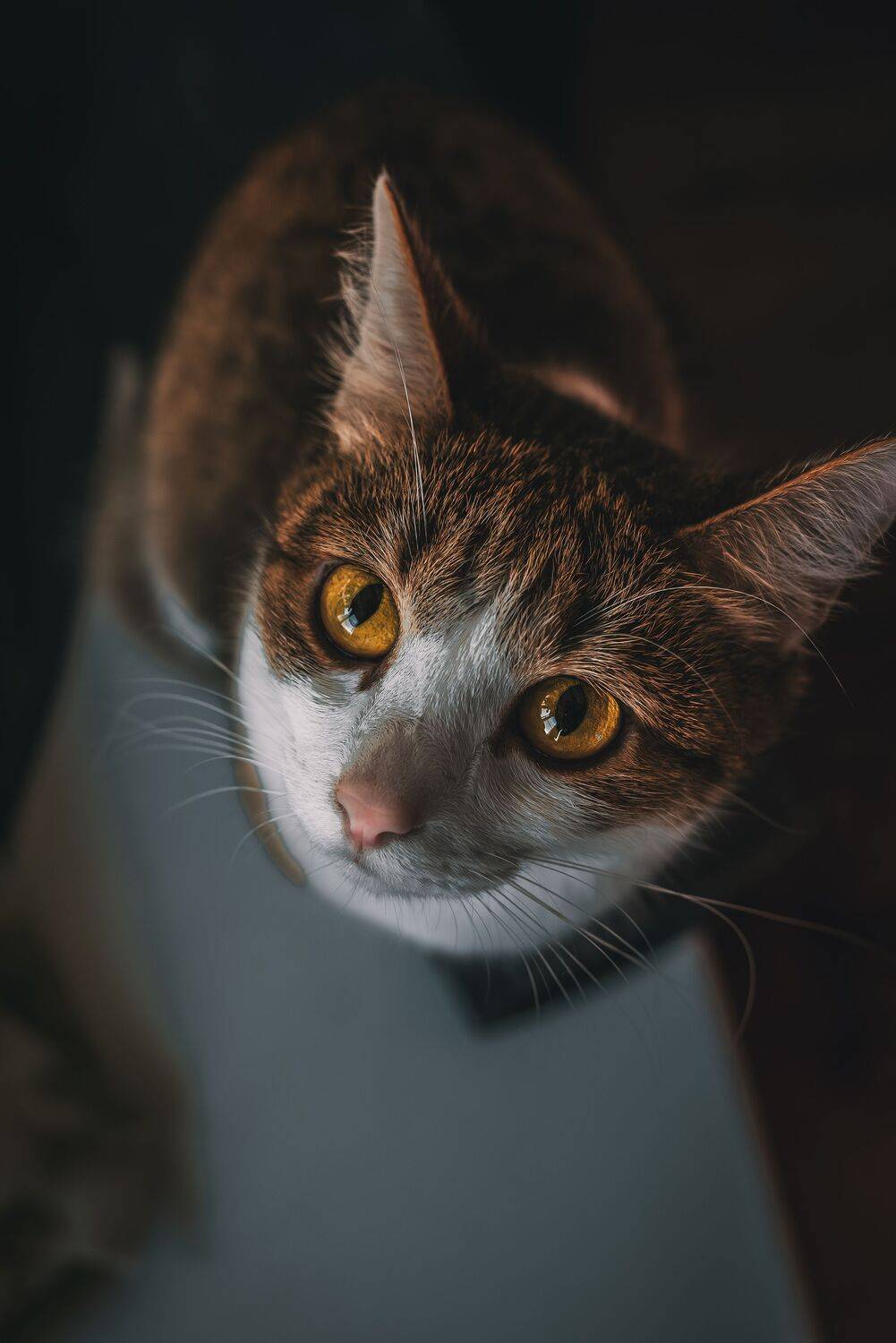 Фотография #12380450