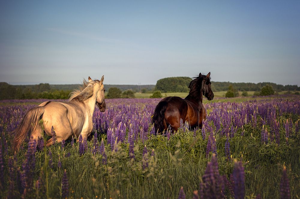 Photograph by Елена Самусенкова