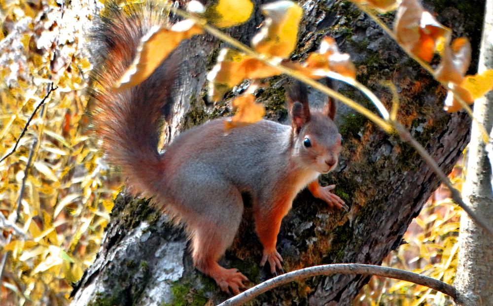 Белка бегает по стволу дерева