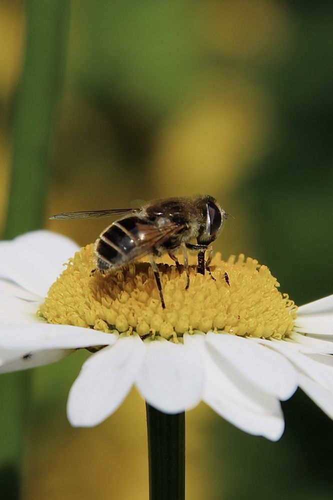 Фотография автора Эльза Завьялова