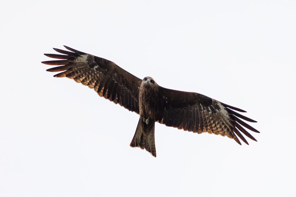 Photograph by Юрий Ломакин