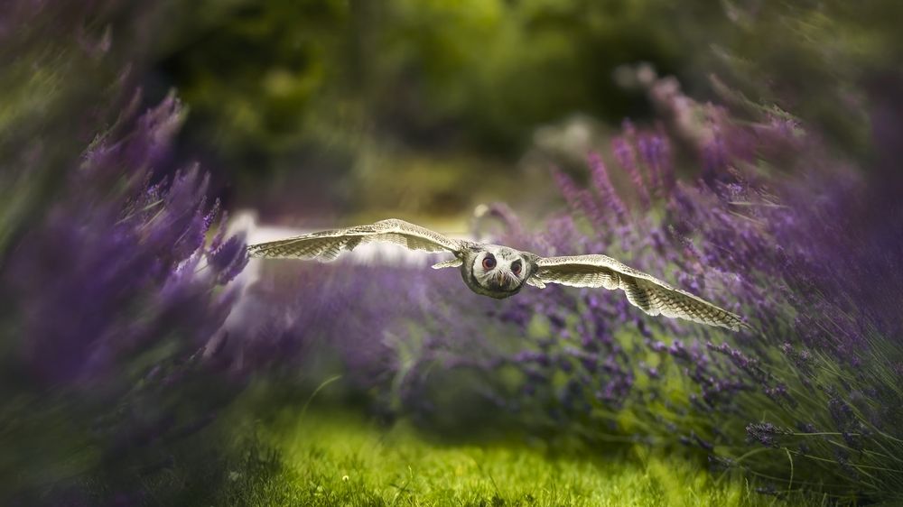 Фотография автора Michaela Firešová