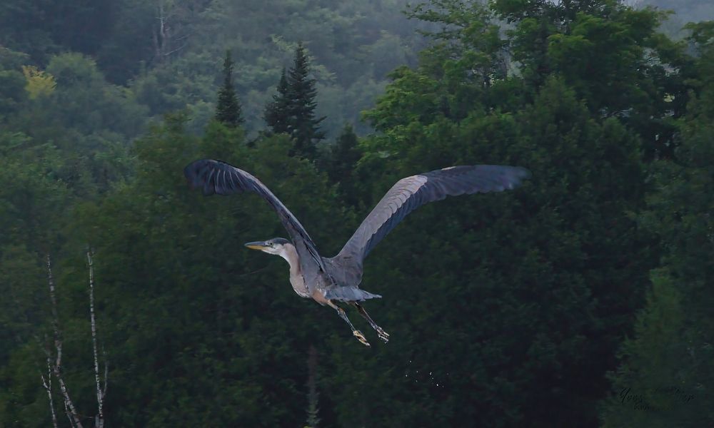 Photograph by Yves Lanthier