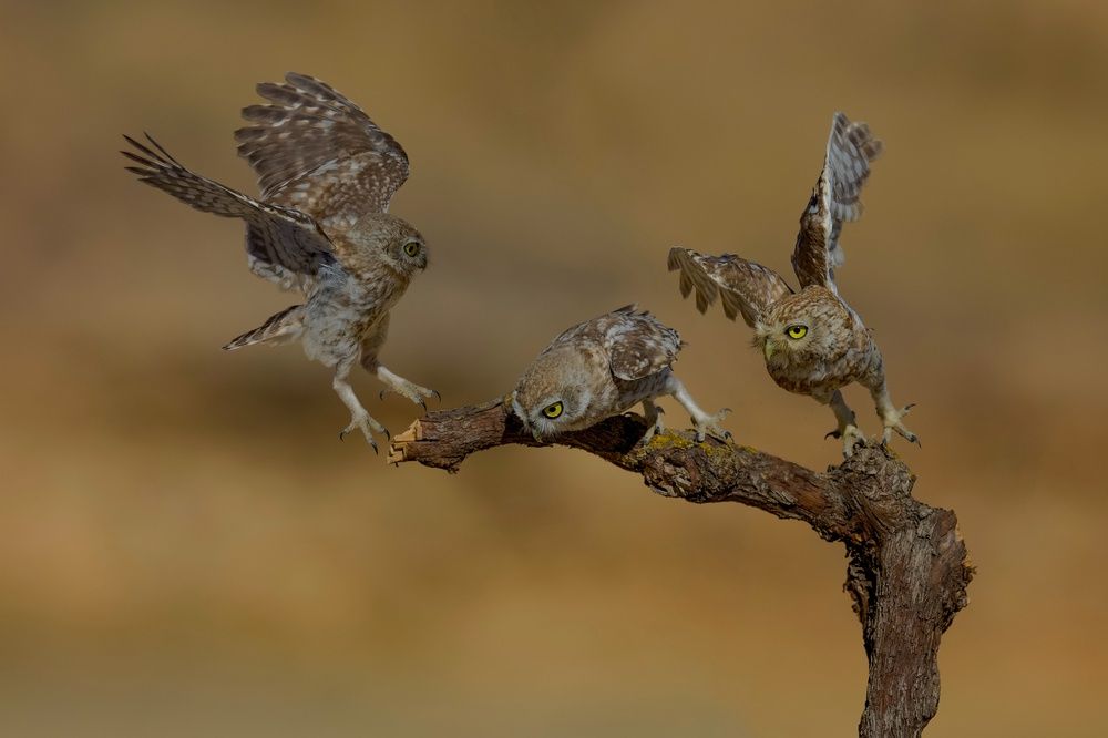 Photograph by David Manusevich