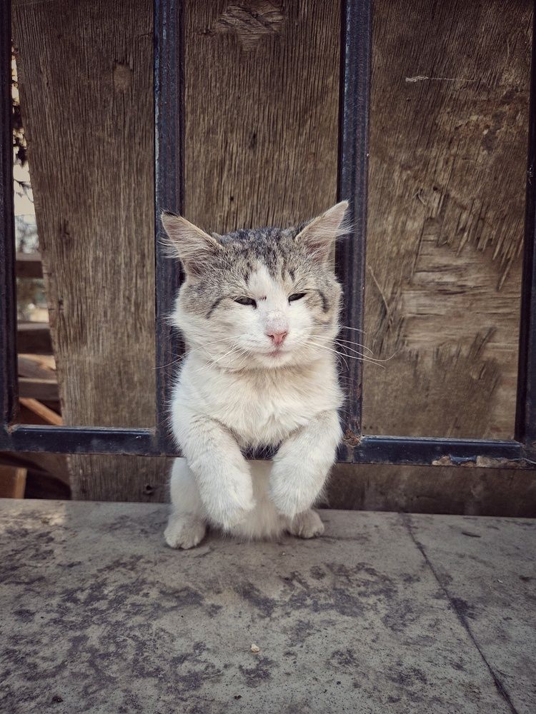 Кот