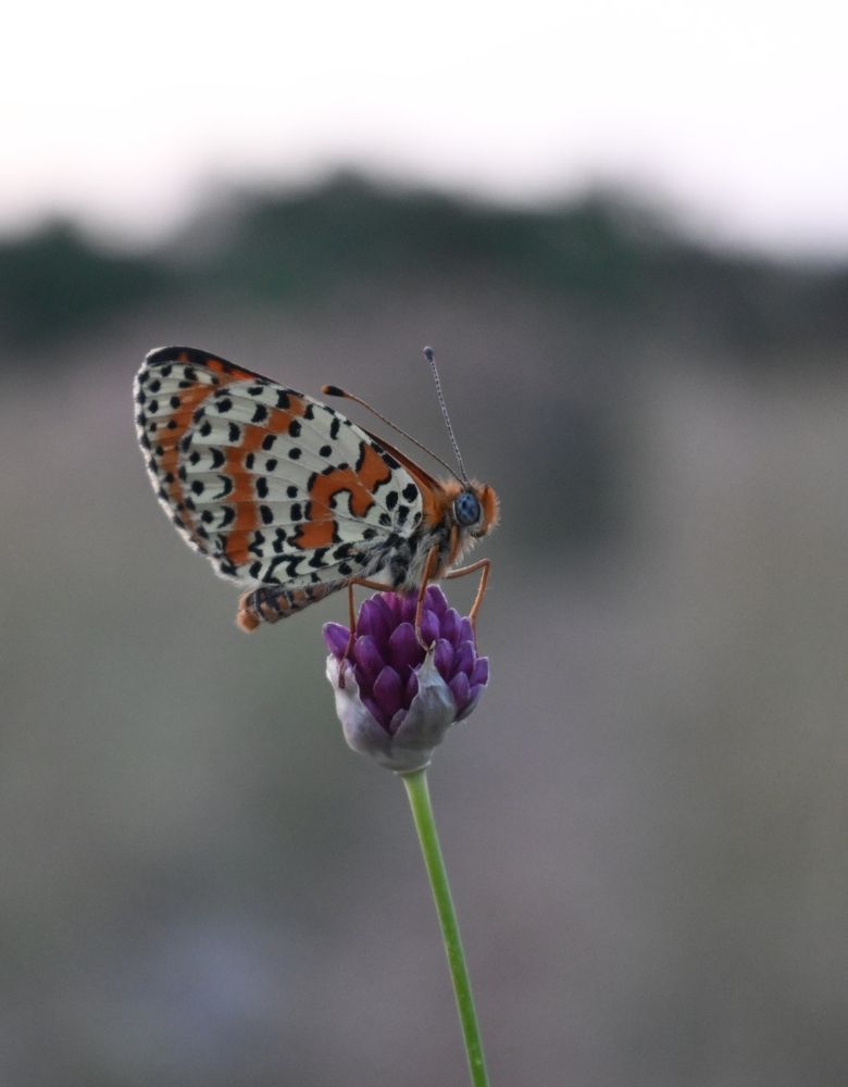 Photograph by Maria Vittoria Amoruso