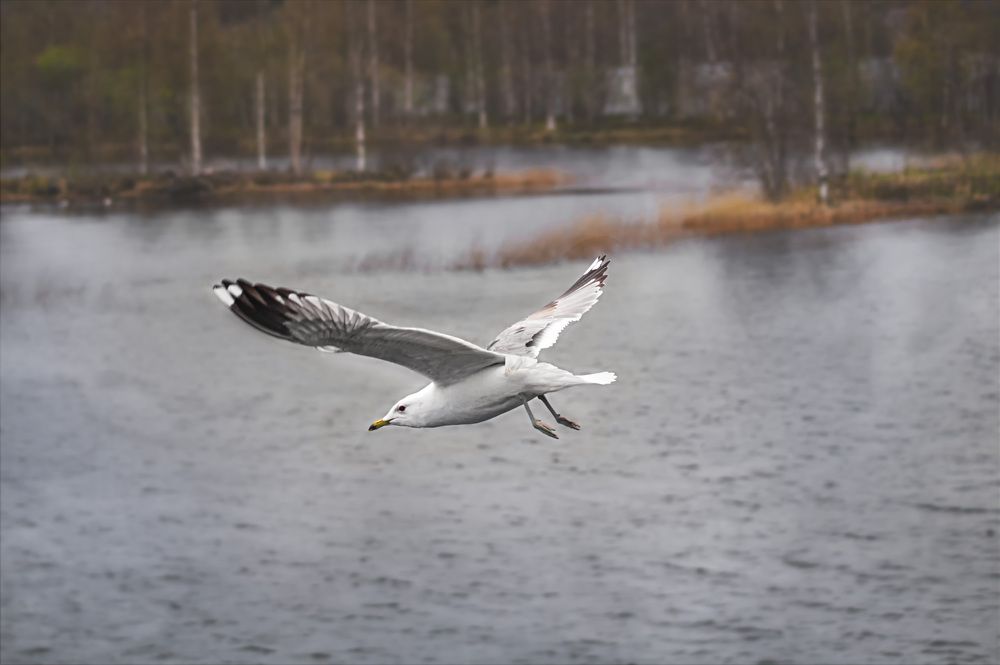 Photograph by Алла Андреева