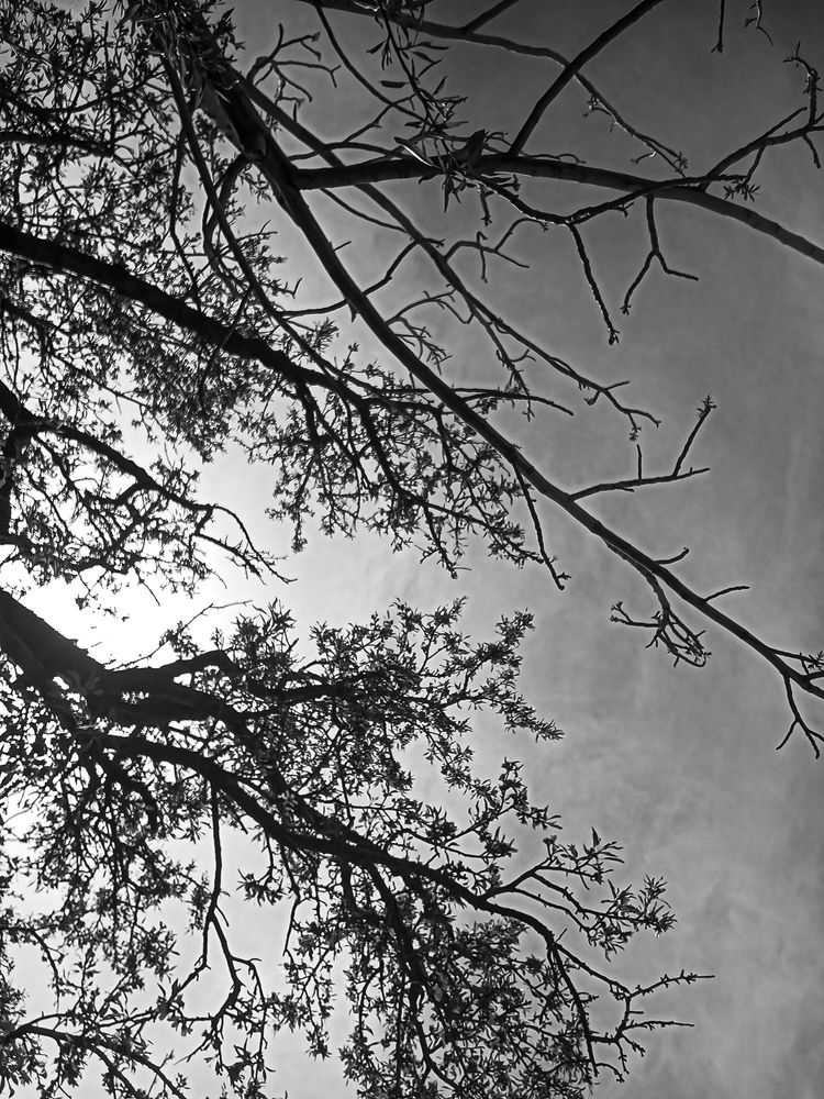 Photograph by معظمه جهانشاهی