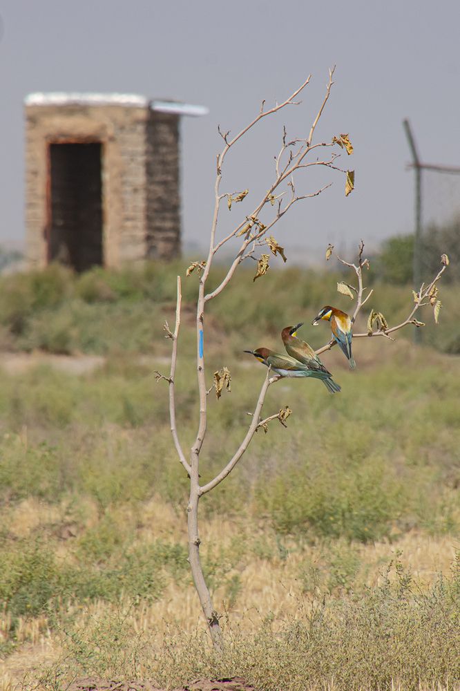 Bee Eaters