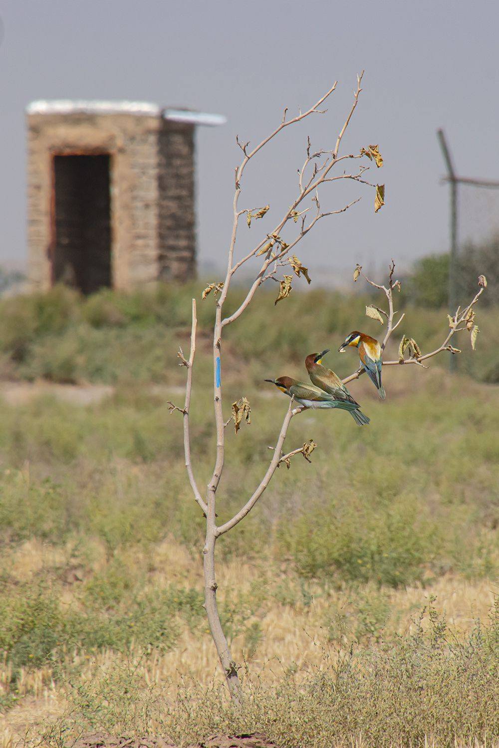 Bee Eaters