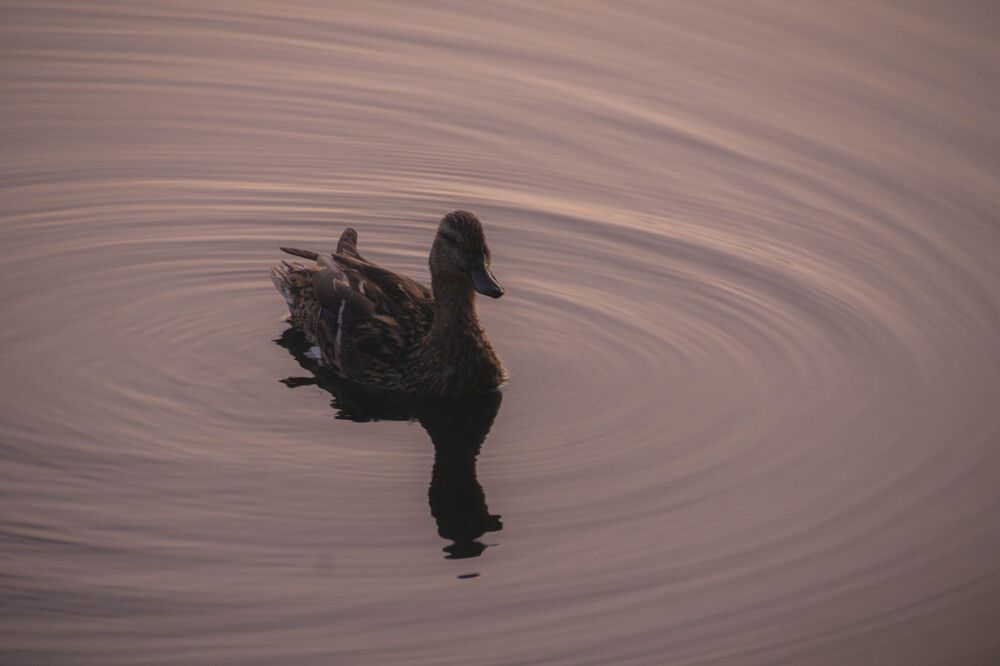 Photograph by Григорий Криницын