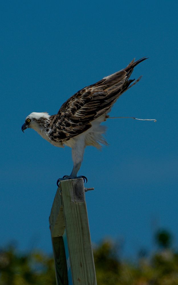 Фотография автора fabio chiari