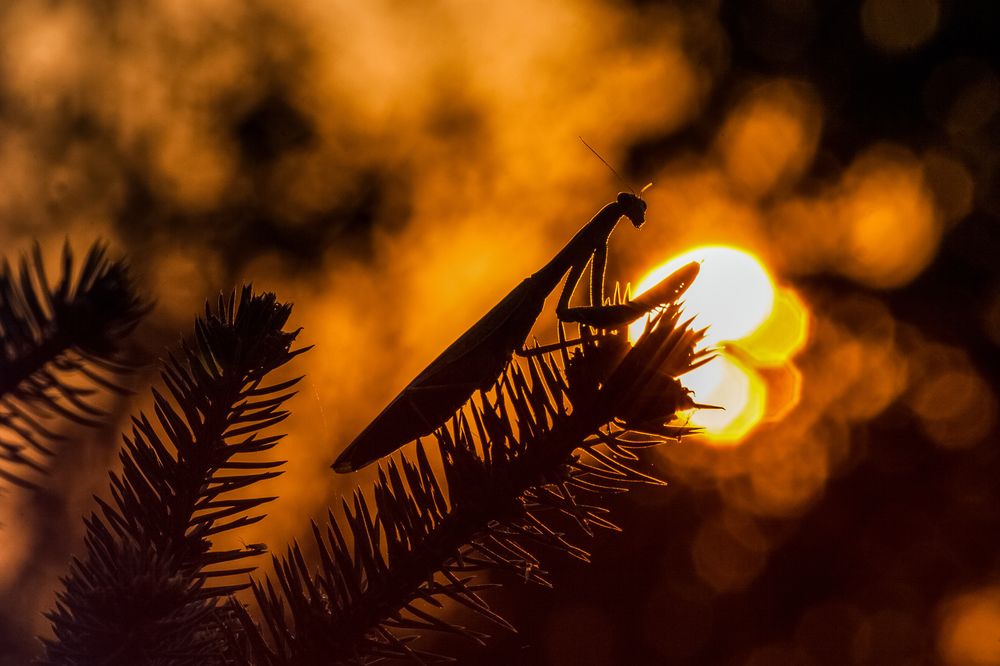 Photograph by Samir Kurtagić