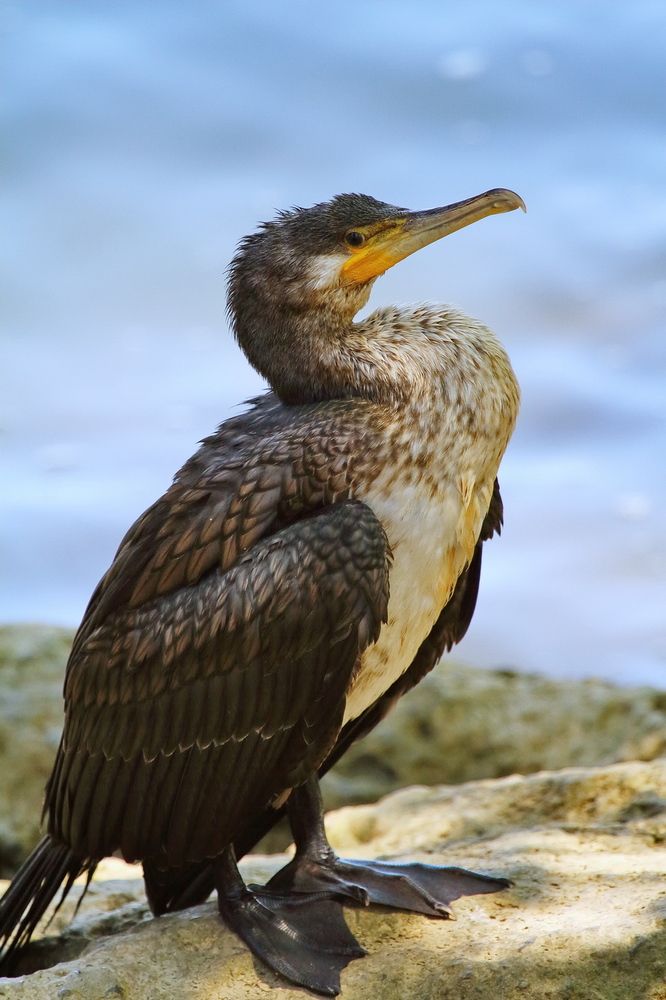 Фотография автора Александр Челмодеев