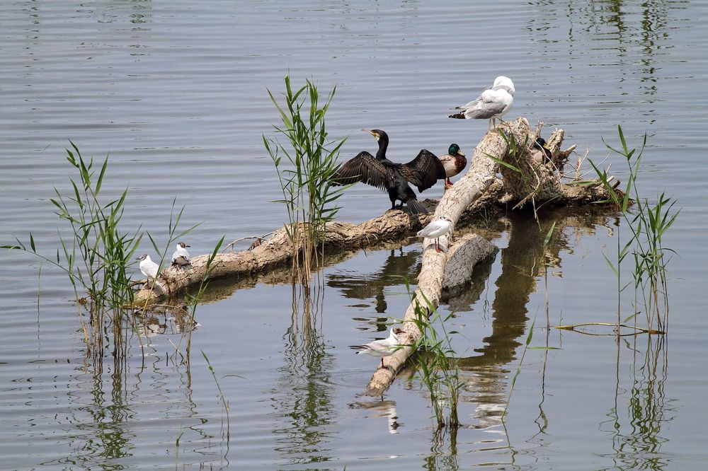 Фотография автора Александр Челмодеев