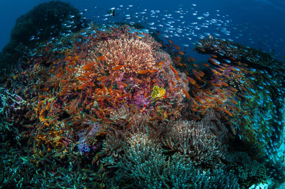 The Evermoving Reef