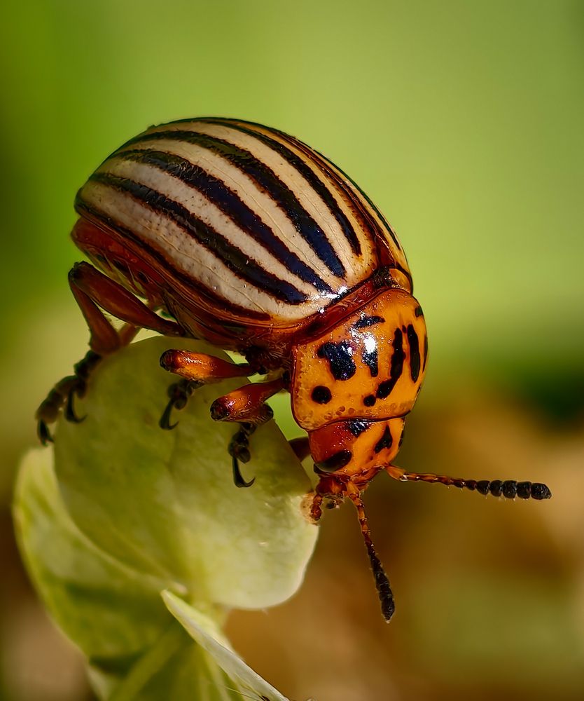 Photograph by Михаил Саидов