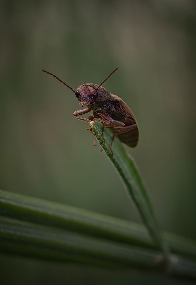 Photograph by Михаил Саидов