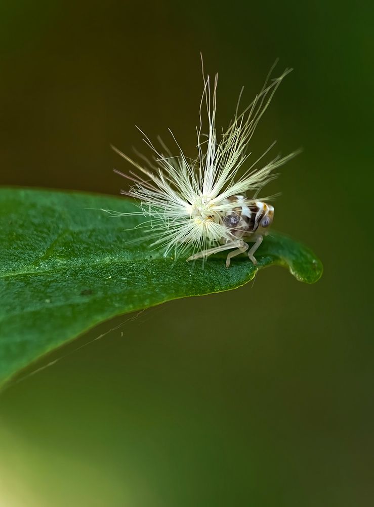Photograph by Михаил Саидов