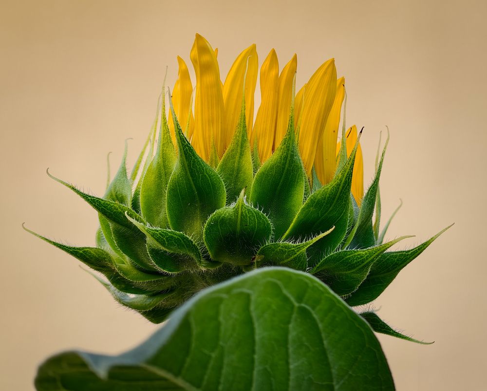 Photograph by Михаил Саидов