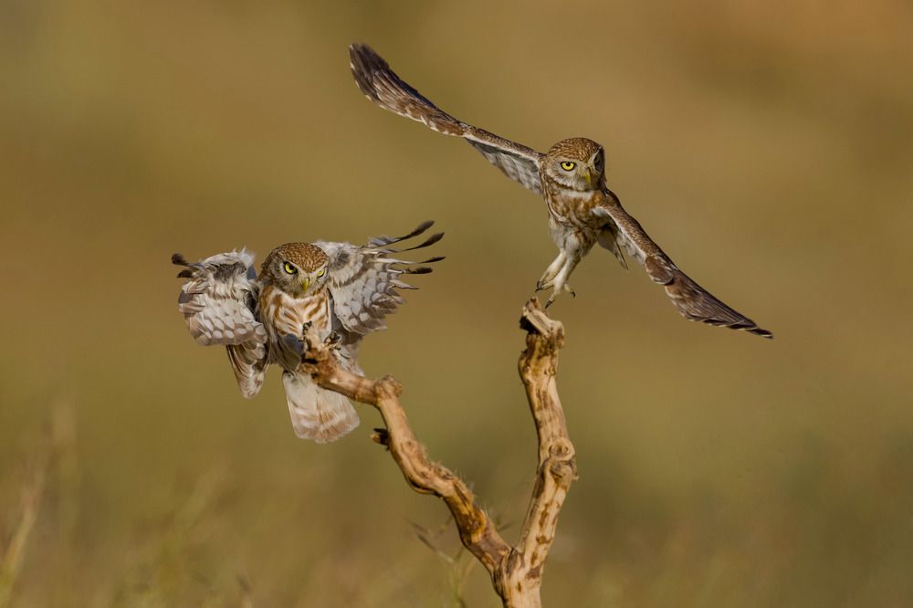 Photograph by David Manusevich