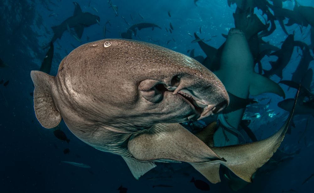 Ginglymostoma