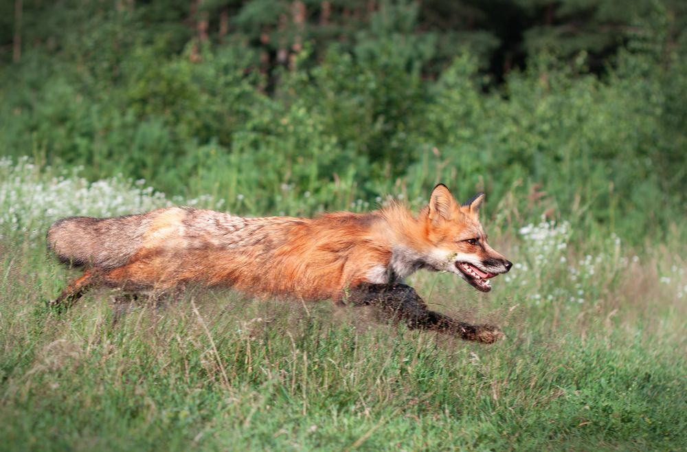 Photograph by Елена Иванова