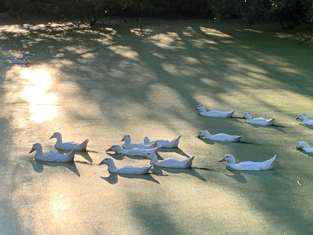 Photograph by Игорь Ребров