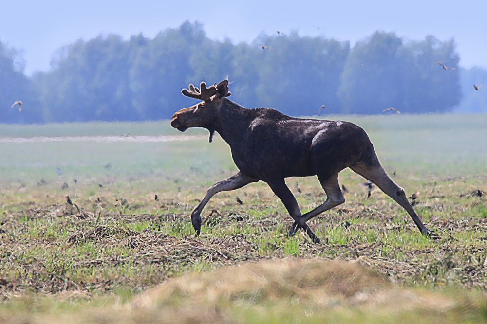 Photograph by Николай Протасеня