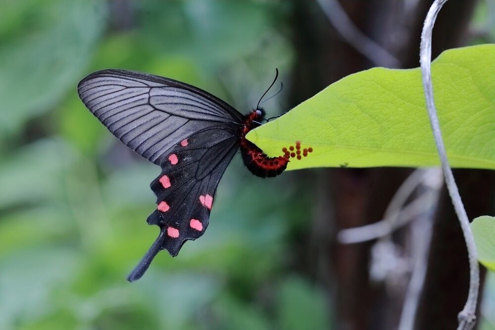 Фотография автора Евгений Слободской
