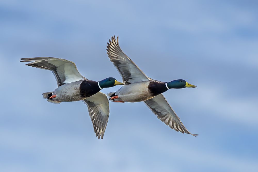 Photograph by Alessandro Grandoni