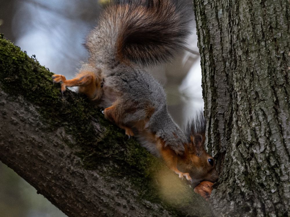 Фотография автора Наволокин Михаил