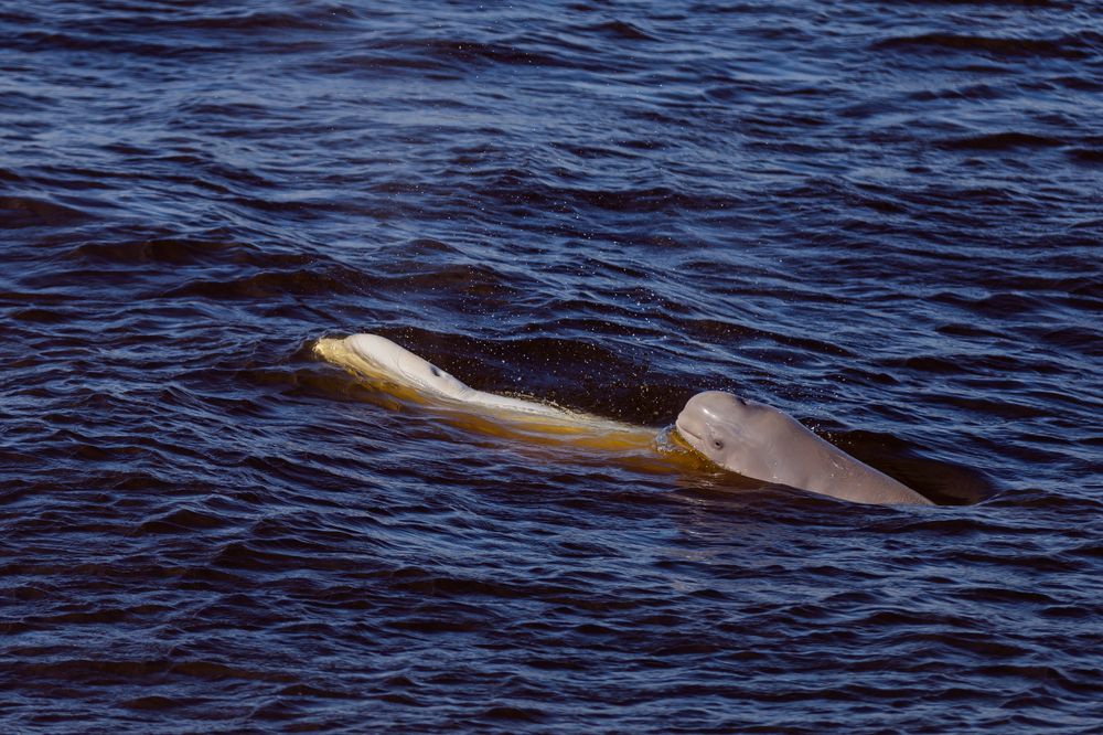 Photograph by Anatoliy Buyanov