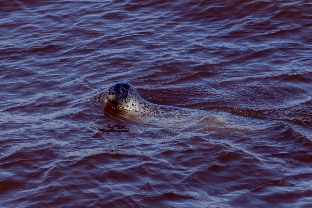 Photograph by Anatoliy Buyanov